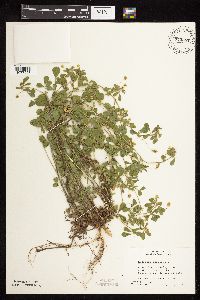 Medicago lupulina image