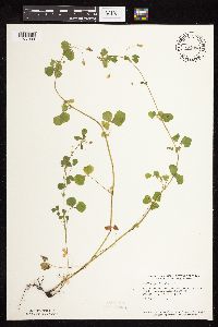 Medicago lupulina image