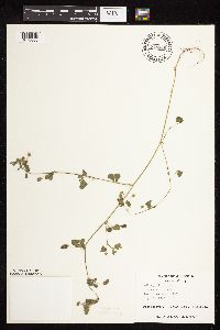 Medicago lupulina image