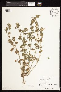Medicago lupulina image