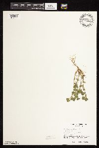 Medicago lupulina image