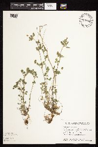 Medicago lupulina image