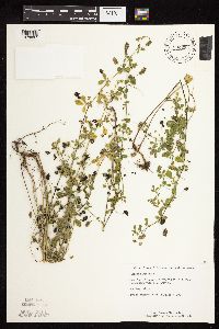 Medicago lupulina image