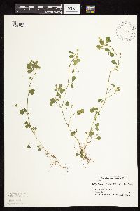 Medicago lupulina image