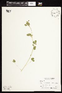 thumbnail image of current specimen