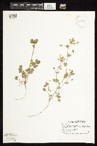 Medicago lupulina image