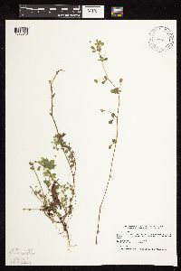 Medicago lupulina image