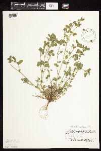 Medicago lupulina image