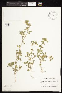 Medicago lupulina image