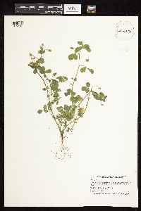 Thumbnail image of current specimen