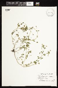 Medicago lupulina image