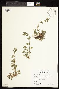 Medicago lupulina image
