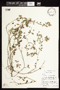 Medicago lupulina image