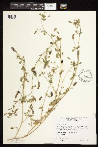 Medicago lupulina image