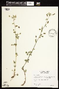 Medicago lupulina image