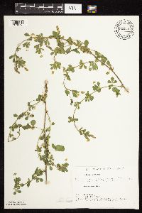 Medicago lupulina image
