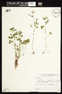 Medicago lupulina image