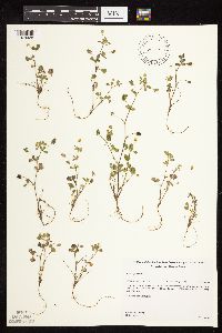Medicago lupulina image