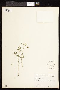Medicago lupulina image