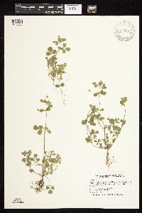 Medicago lupulina image