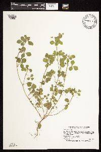 Medicago lupulina image