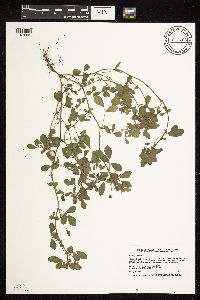 thumbnail image of current specimen