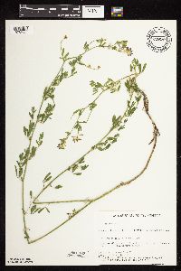 Medicago sativa image