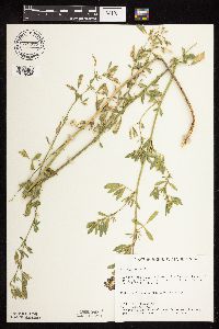 Medicago sativa image