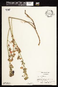 Medicago sativa image