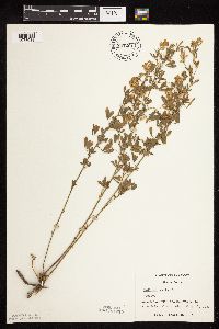 Medicago sativa image