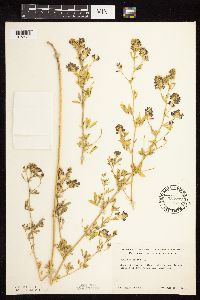 Medicago sativa image