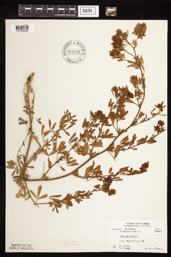 Medicago sativa image