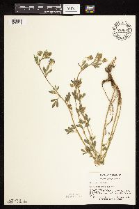 Medicago sativa image