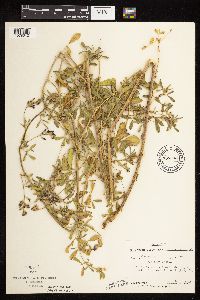 Medicago sativa image