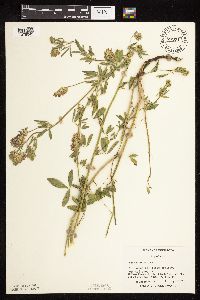 Medicago sativa image