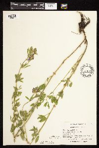 Medicago sativa image