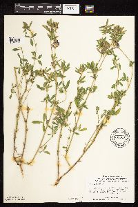 Medicago sativa image