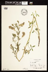 Medicago sativa image