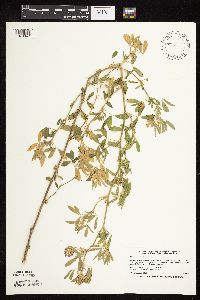 Medicago sativa image