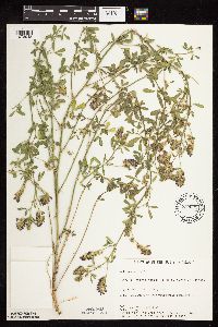 Medicago sativa image