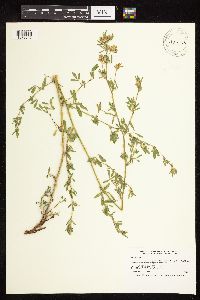 Medicago sativa image