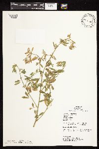 Medicago sativa image