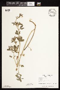 Medicago sativa image
