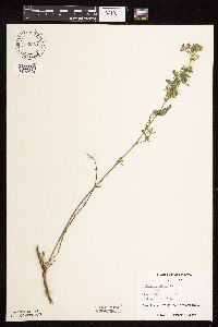 Medicago sativa image