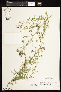 Medicago sativa image
