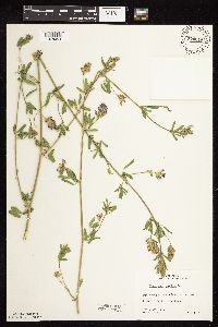 Medicago sativa image