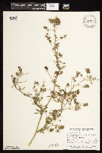 Medicago sativa image