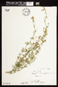 Medicago sativa image