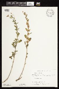 Medicago sativa image