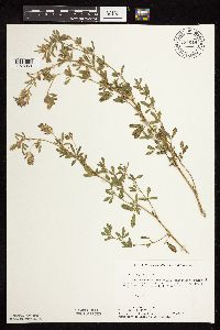 Medicago sativa image
